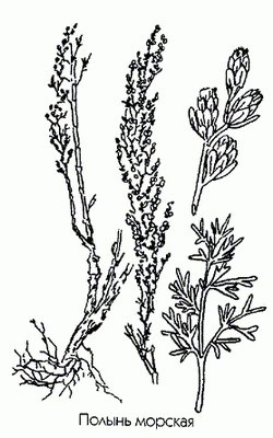   ( ) - Artemisia maritima L.