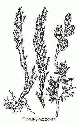 ������ ������� (������ ����������) - Artemisia maritima L.
