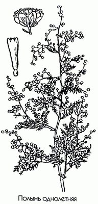������ ���������� - Artemisia annua L.