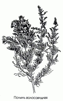 ������ ������������ - Artemisia capillaris L.