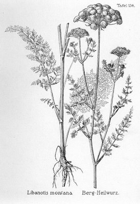   ( ) - Libanotis transcaucasica Sch. Libanotis montana Cr.