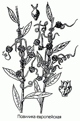 �������� ����������� (����, ��������) - Cuscuta europaea L.
