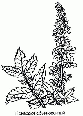   ( ) - Agrimonia eupatoria L.