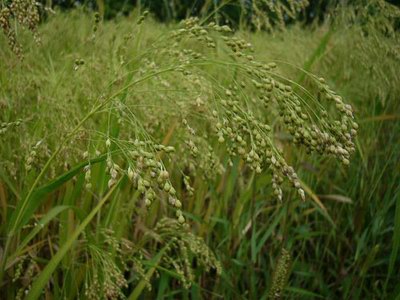   ( , ) - Panicum miliaceum L.