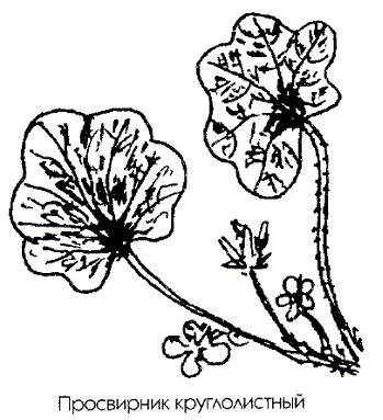  ( , -) - Malva pusilla Smetsov // Malva rotundifolia L.