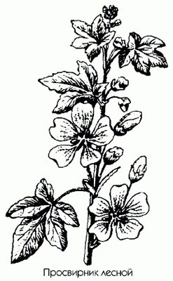   ( ,  ) - Malva sylvestris L.