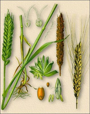   - Triticum aestivum L. // Triticum vulgare Vill.