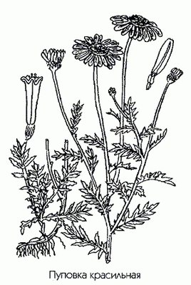   - Anthemis tinctoria L.