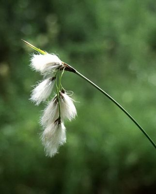   () - Eriophorum latifolium Hoppe