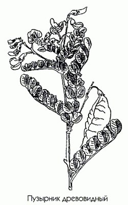   ( , ) - Colutea arborescens L.
