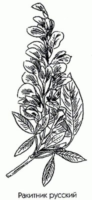 �������� ������� (��������, ��������) - Cytisus ruthenicus Fisch. ex Bess. Laburnum ruthenicus L.