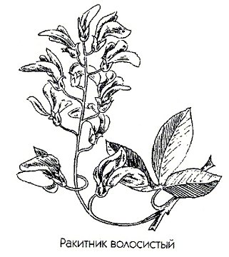 �������� ���������� - Cytisus hirsutissimus �. Laburnum vulgare L.