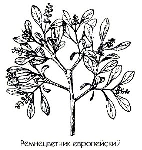   - Loranthus europaeus L.