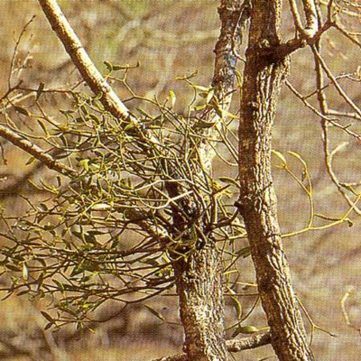 ������������ �������������� - Loranthus parasiticus Druce