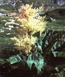 Ревень тангутский - Rheum palmatum L.