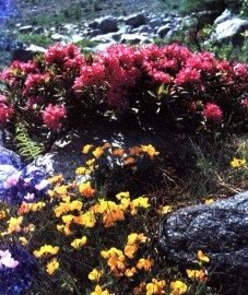 Рододендрон золотистый (кашкарник золотистый, кашкара) - Rhododendron aureum Georgi.