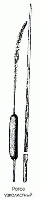   () - Typha angustifolia L.