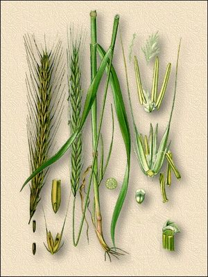 ���� �������� - Secale cereale L