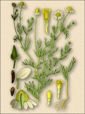 Ромашка аптечная (ромашка лекарственная) - Matricaria recutita L. // Leucanthemum chamomila L.