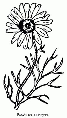 Ромашка непахучая (ромашка собачья) - Matricaria inodora I.