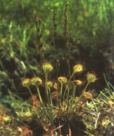   () - Drosera rotundifolia L.