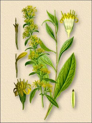   () - Solidago virgaurea L.