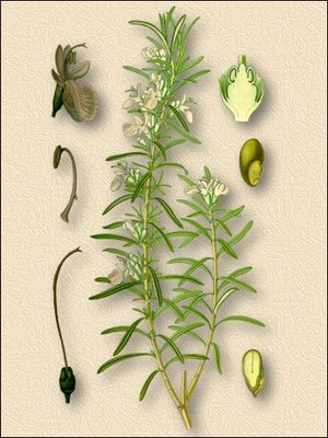   - Rosmarinus officinalis L.