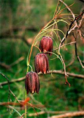   - Fritillaria ussuriensis Maxim.