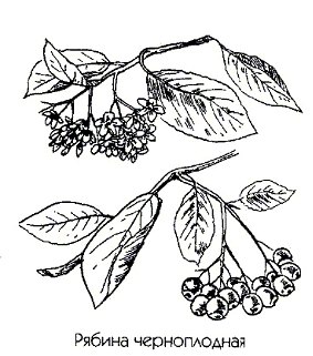   () - Aronia melanocarpa L.