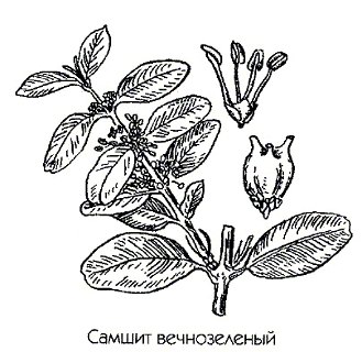������ ������������ (������ ����������) - Buxus sempervirens L.