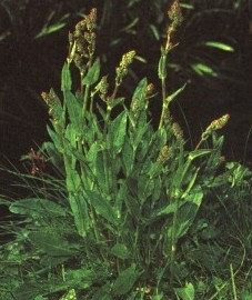   (, ) - Rumex acetosa L