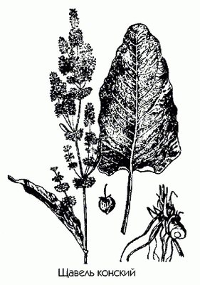   ( , ) - Rumex confertus Willd.