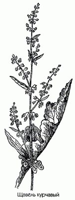 ������ �������� - Rumex crispus L.