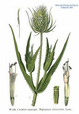  ( ,  ) - Dipsacus silvestris Mill.