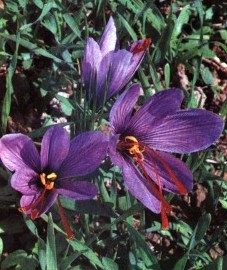   () - Crocus sativus L.
