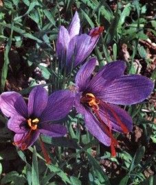 ������ �������� (������) - Crocus sativus L.