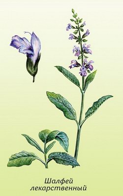  ( ) - Salvia nemorosa L.