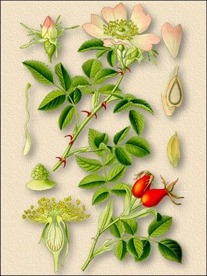 Шиповник коричный (роза коричная) - Rosa cinnamomea L.