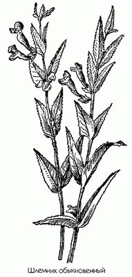   (,  ) - Scutellaria galericulata L
