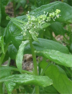 Шпинат огородный - Spinacia oleracea L.