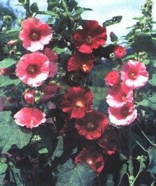 ���� (���� ������) - Alcea rosea L. var. nigra Cav.