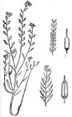   - Syrenia siliculosa (M. .) Andrz.