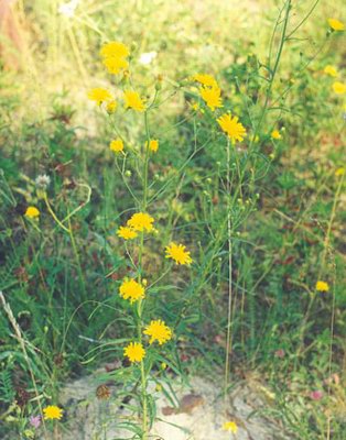   ( ) - Crepis tectorum L.