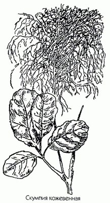 Скумпия кожевенная - Cotinus coggygria Scop. // Rhus cotinus L.