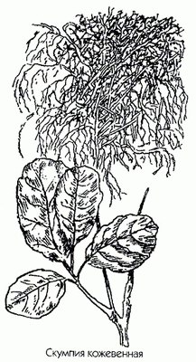   - Cotinus coggygria Scop. // Rhus cotinus L.