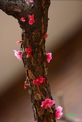   - Prunus mume SIEBOLD et ZUCCARIN ( sieboldii et Zuccarin)