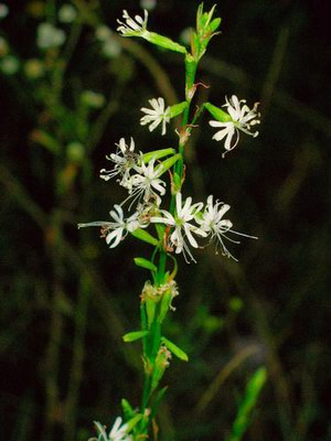   (-, ) - Silene nutans L.