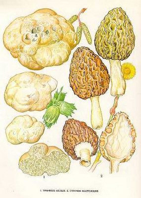 ������� ��������� (������� ���������) - Morchella esculenta Tr.