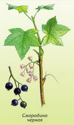 Смородина черная - Ribes nigrum L