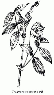   ( ) - Lathyrus vernus L. // Orobus vernus L